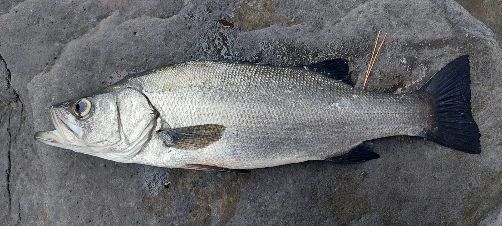 Tsulinoドリフトシーカーが活躍！東伊豆地磯ヒラスズキ釣行！ | 釣具の