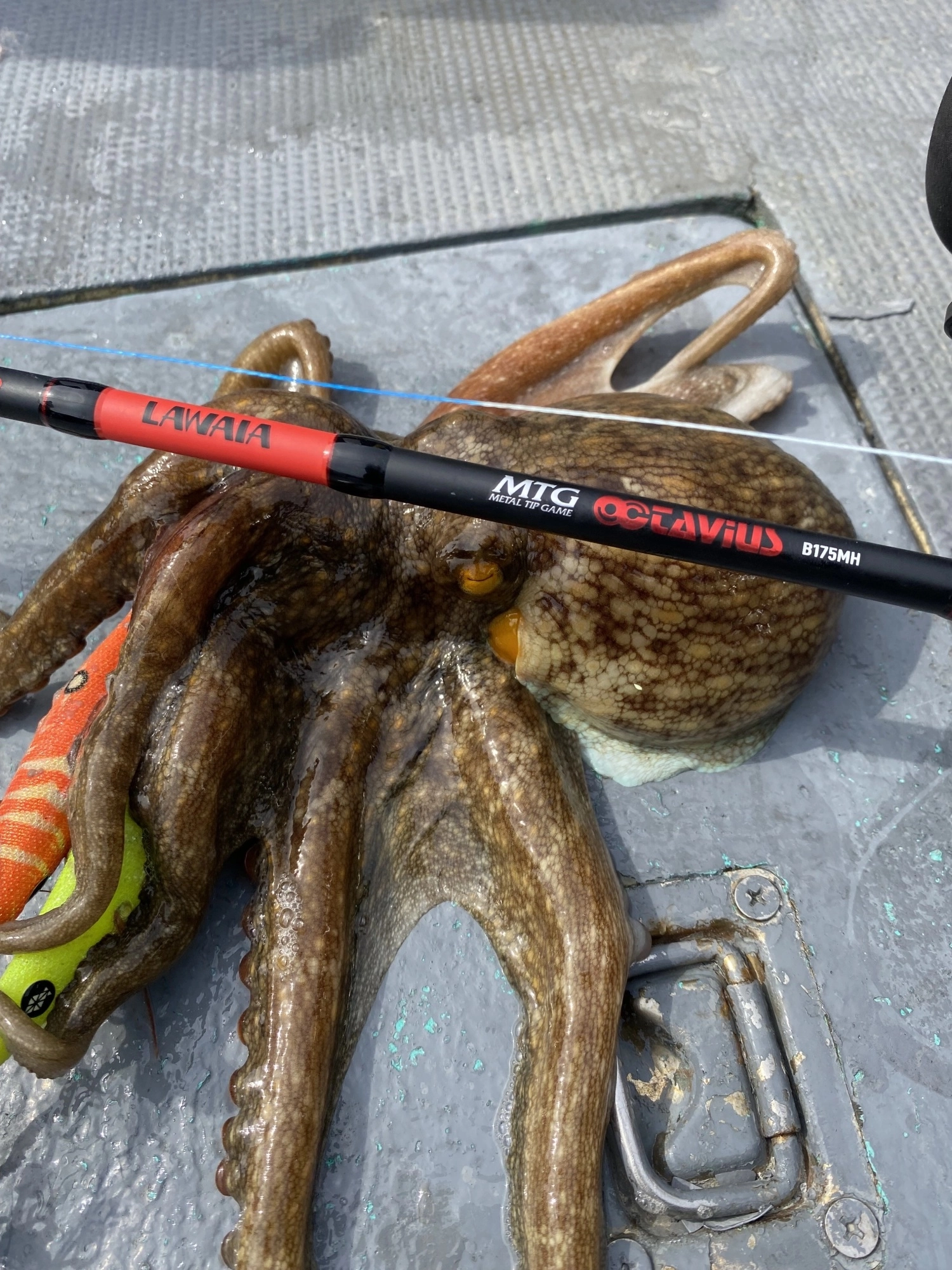 タコ タコ専用ロッド】旬のタコ狙いに！LAWAIA MTG OCTAVIUSをNEWリリース