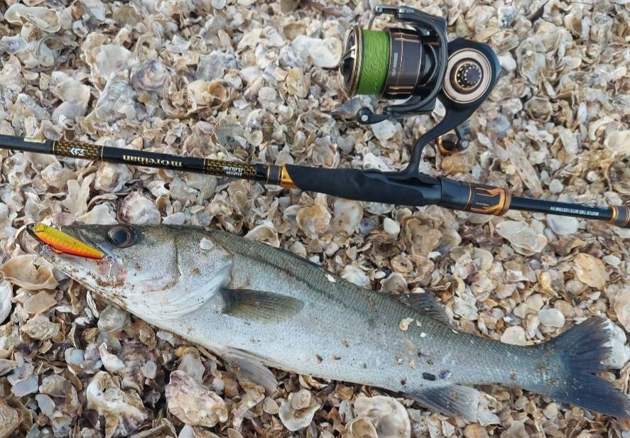 2025年秋の注目新製品☆25モアザン登場!!!】ダイワ人気シーバス