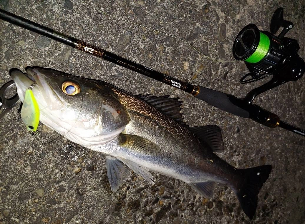 2025年秋の注目新製品☆25モアザン登場!!!】ダイワ人気シーバスロッド