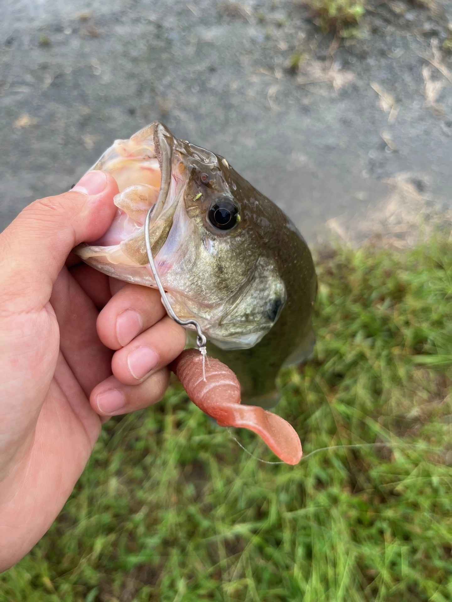 原点にして頂点！！deps「MSグラブ」入荷しました！！ | イシグロ
