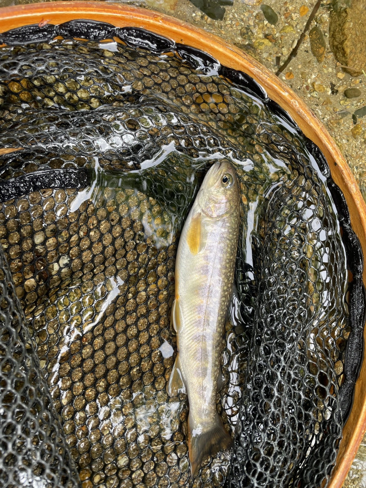 2025渓流ルアー釣行vol.5 in高原川漁協、丹生川漁協 | 釣具のイシグロ