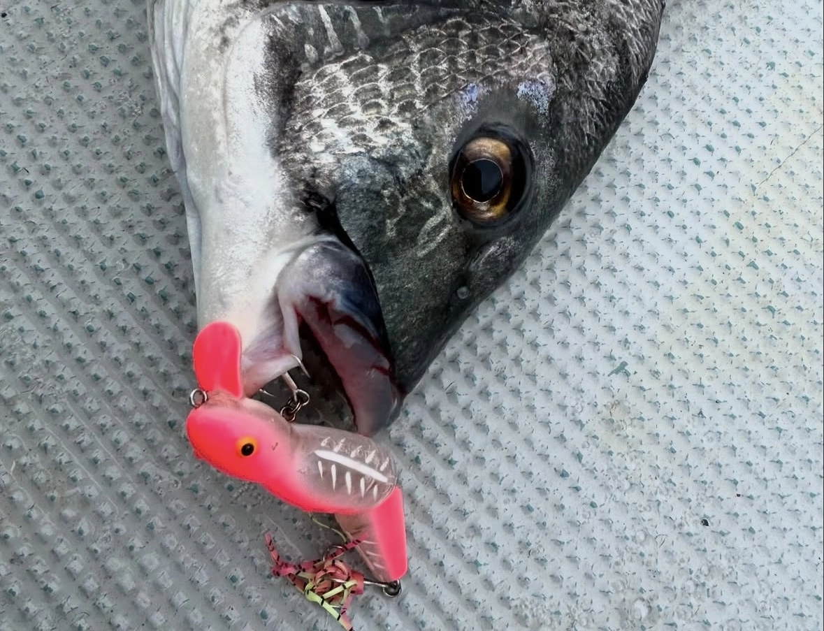 浜名湖クロダイ☆風が吹いたらチャンス到来！ | 釣具のイシグロ | 釣り