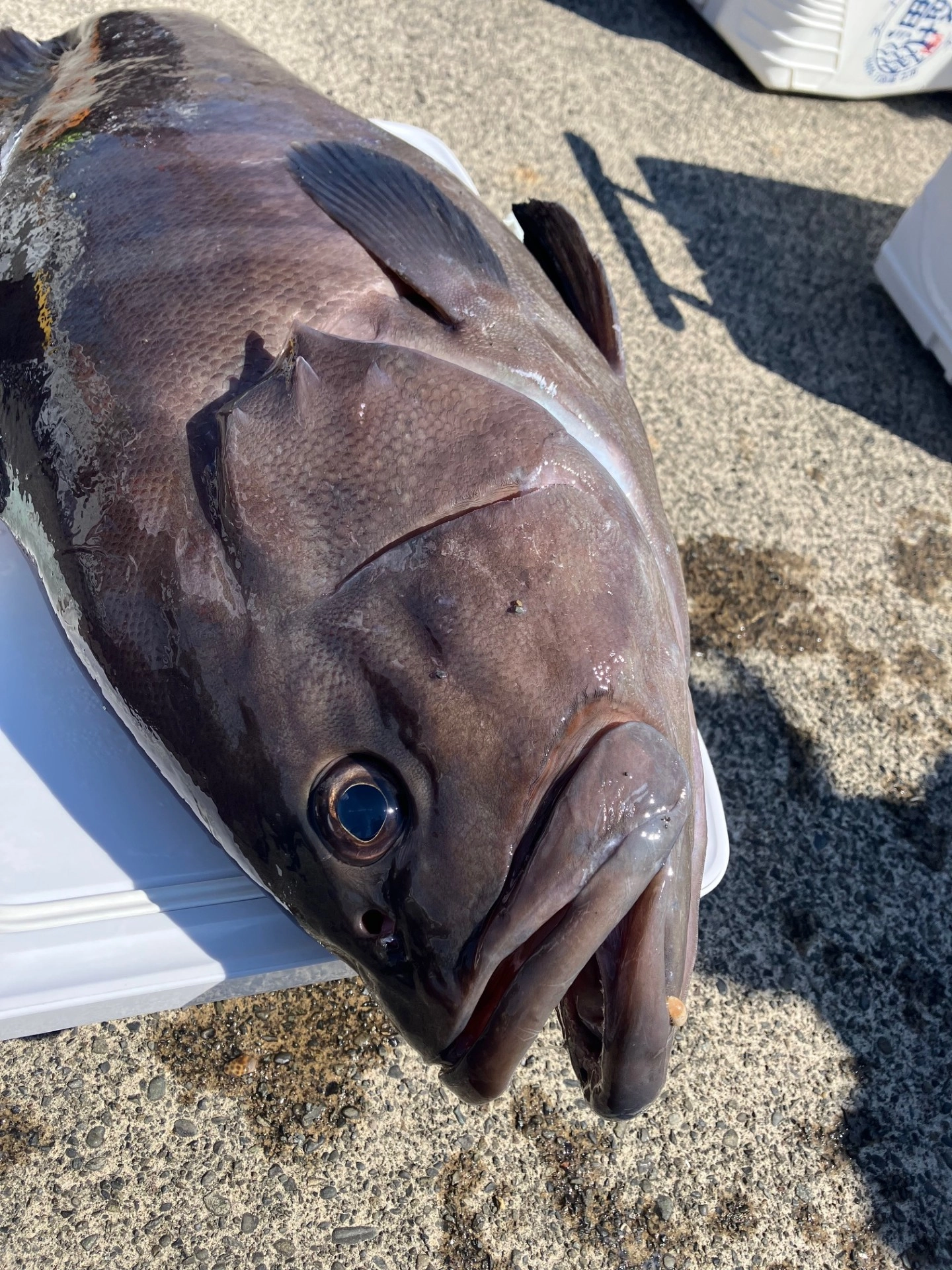金洲高級魚狙いコマセ五目釣り大漁！ | 釣具のイシグロ | 釣り情報サイト