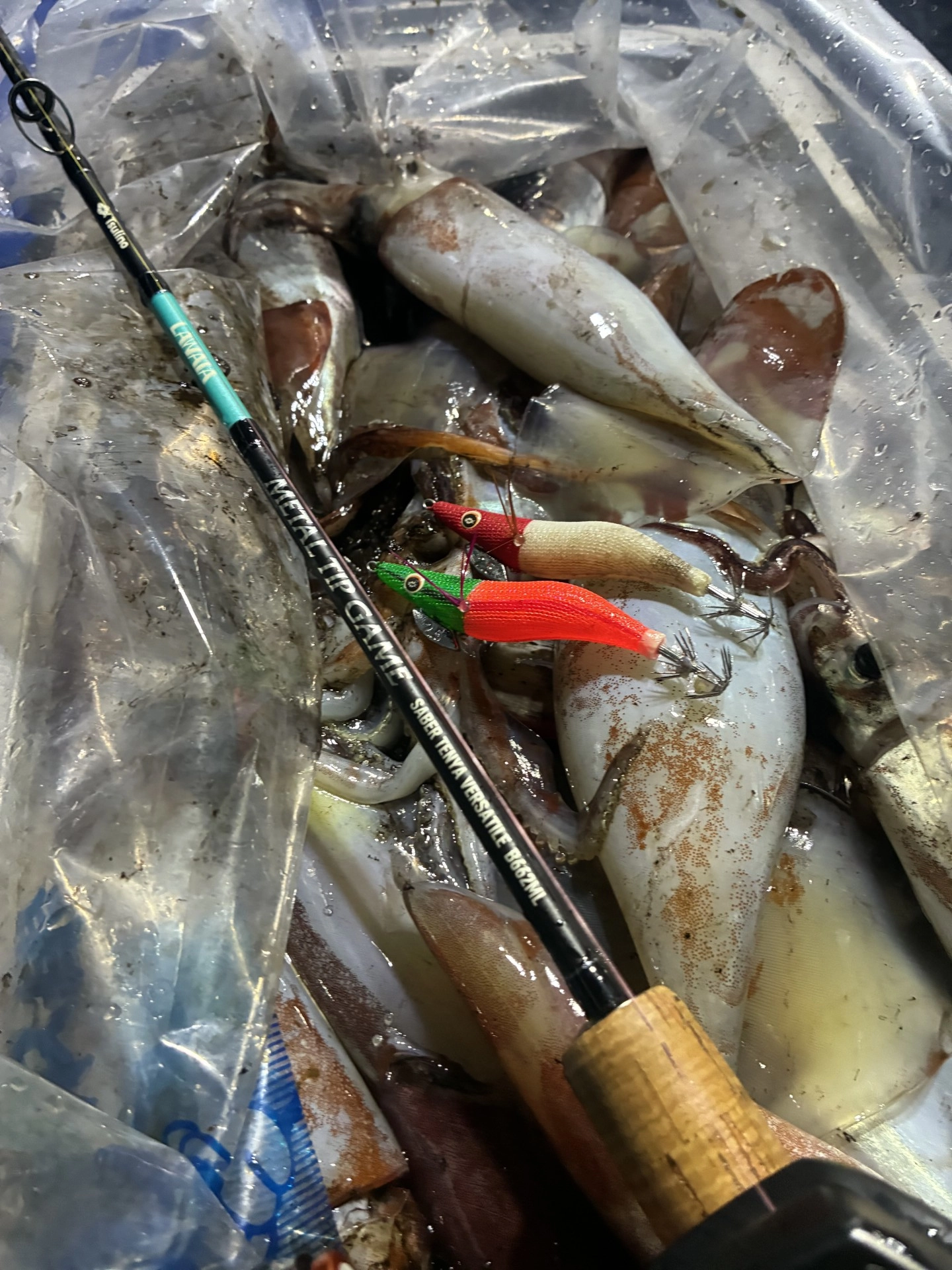 激熱！！沼津湾内ムラサキイカ爆釣です！！ | 釣具のイシグロ | 釣り