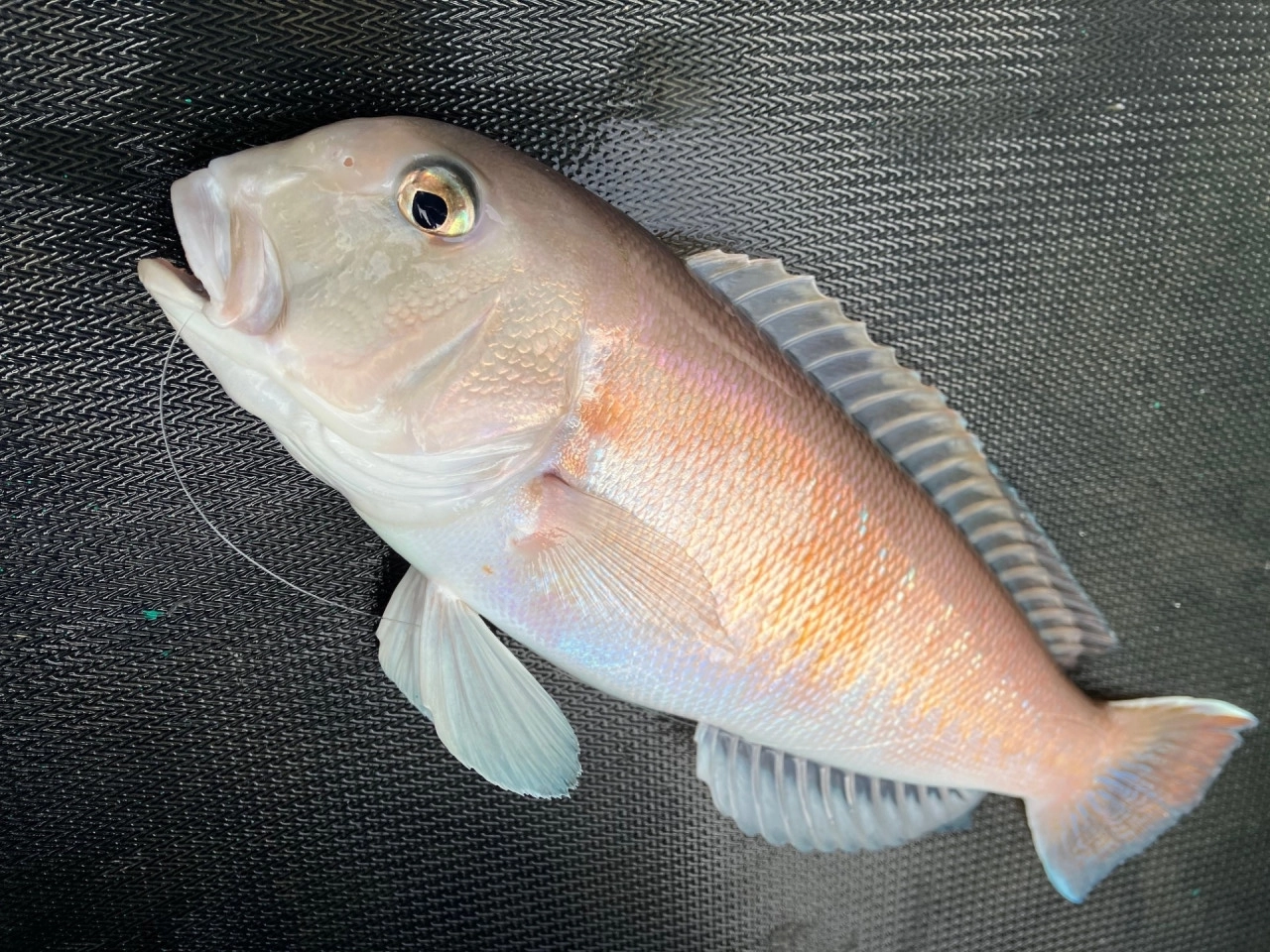 遠州灘 船 アマダイ釣り | 釣具のイシグロ | 釣り情報サイト