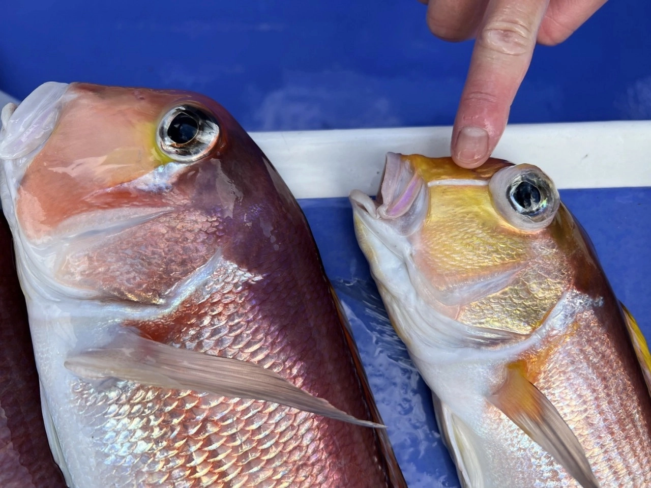 駿河湾 船 白アマダイ釣り | 釣具のイシグロ | 釣り情報サイト