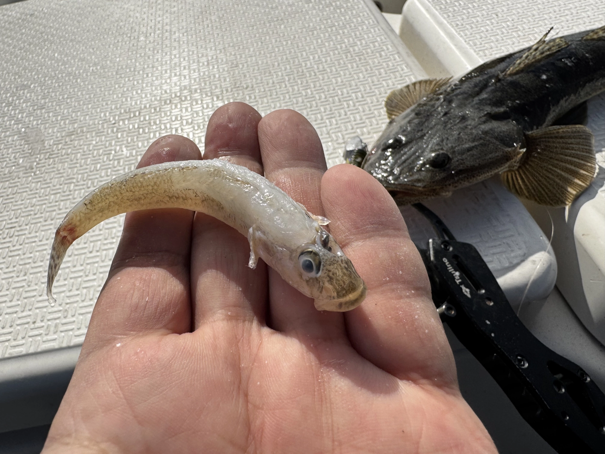 本格シーズン】サワラにマゴチが狙い目！伊勢湾奥の高級魚ドリーム