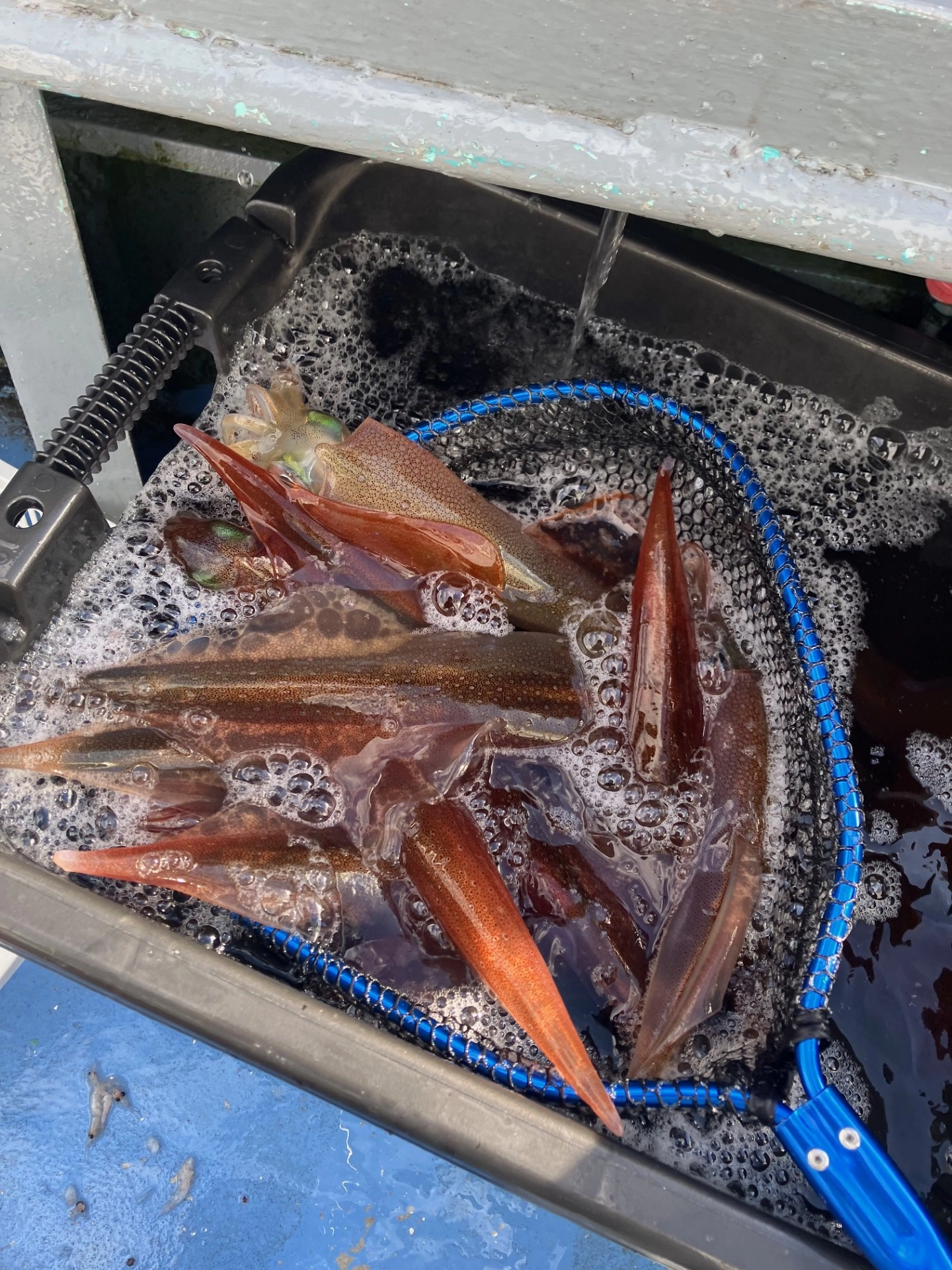 石花海ヤリイカ絶好調！ | 釣具のイシグロ | 釣り情報サイト