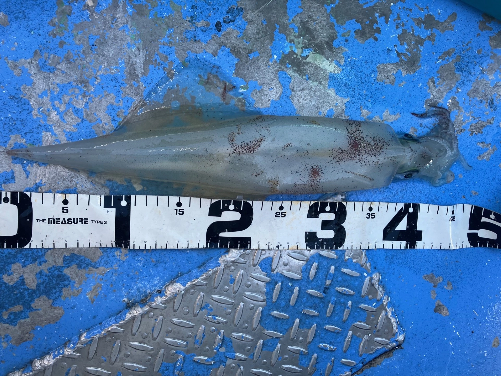 石花海ヤリイカ絶好調！ | 釣具のイシグロ | 釣り情報サイト