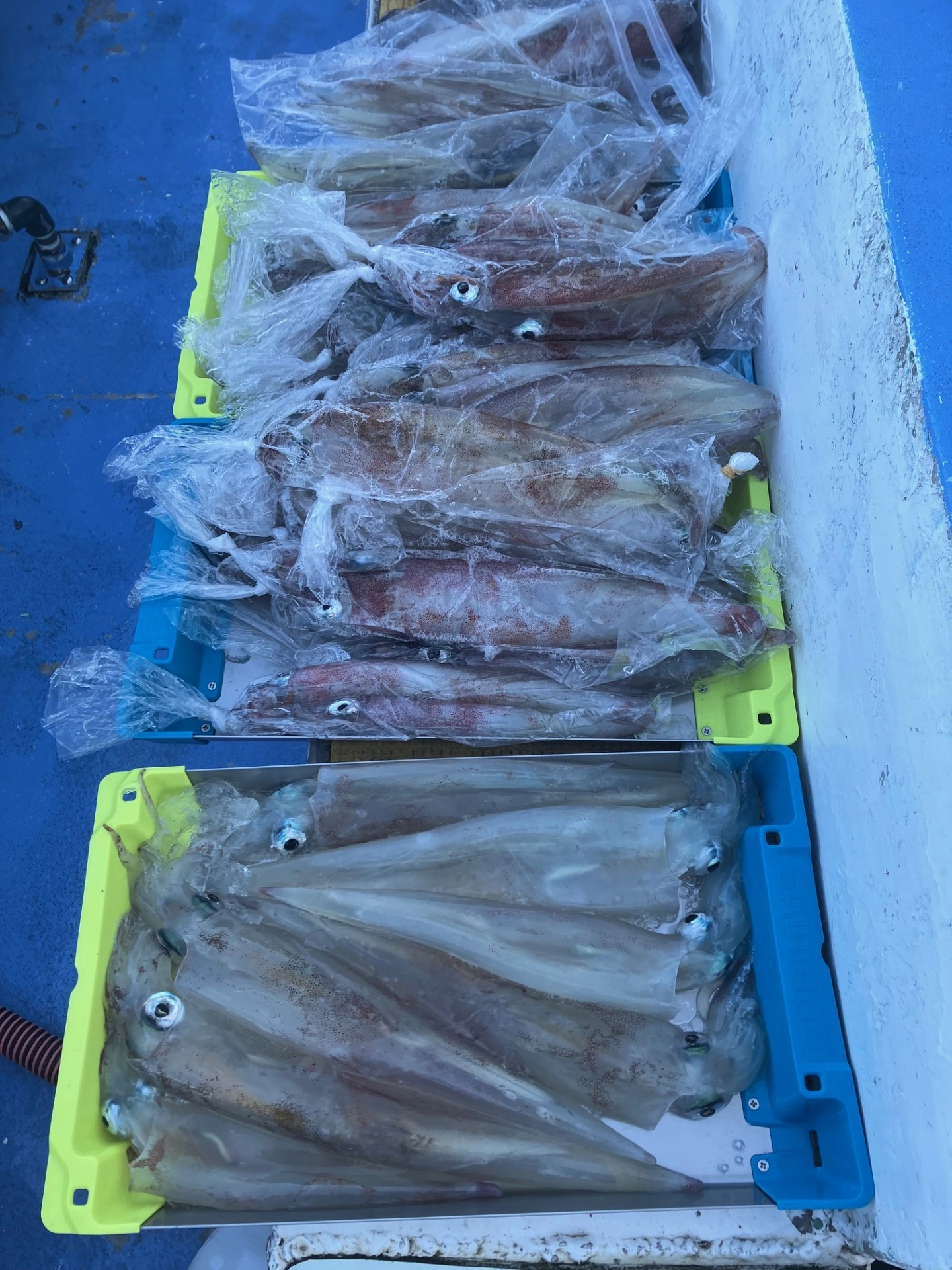 石花海ヤリイカ絶好調！ | 釣具のイシグロ | 釣り情報サイト