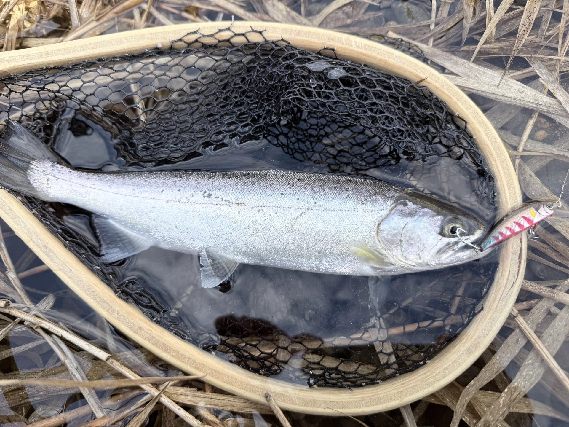 郡上白鳥地区でアマゴ釣ってきました！ | 釣具のイシグロ | 釣り情報サイト