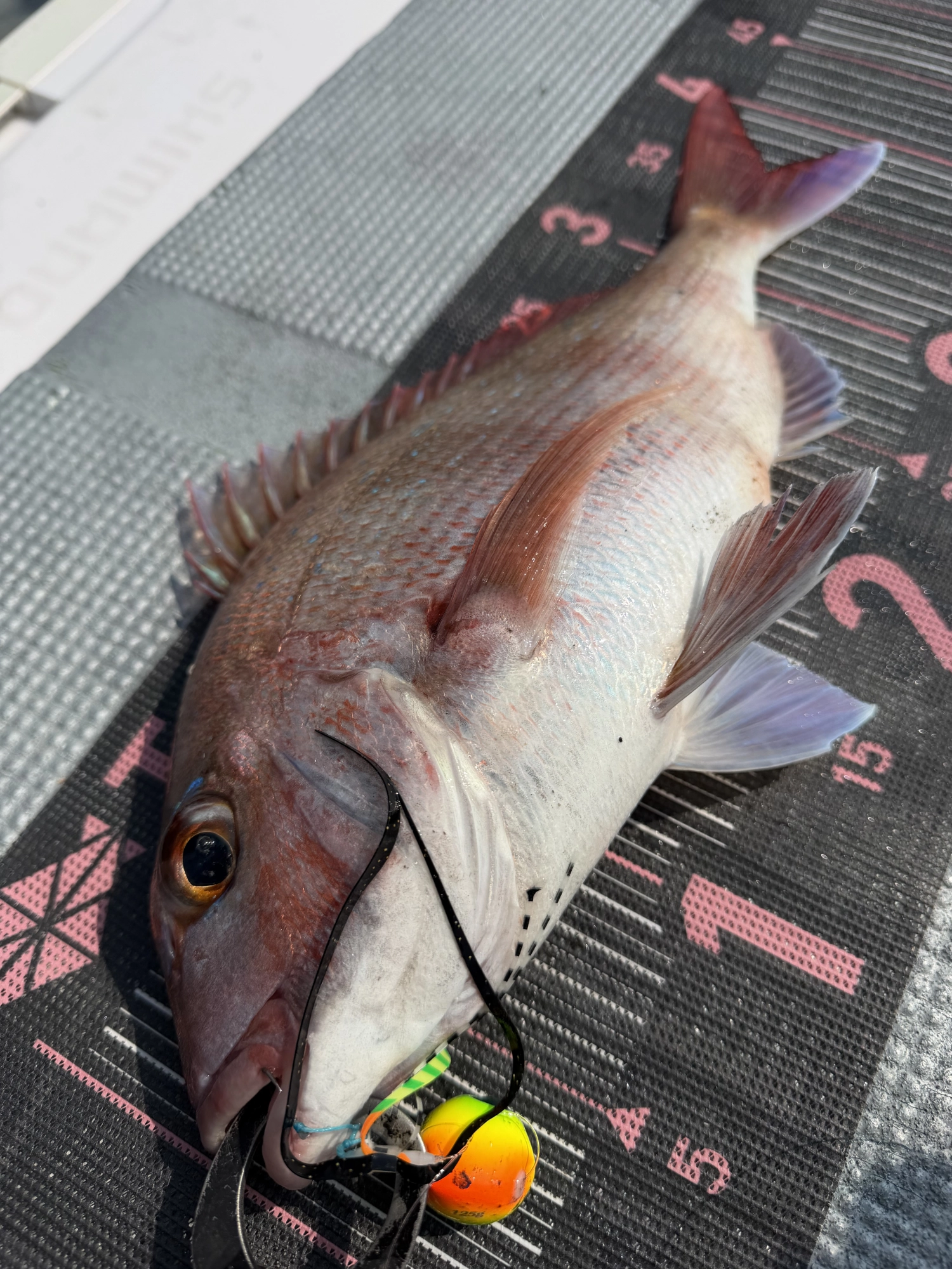 伊勢湾タイラバでマダイ好調です♪ | 釣具のイシグロ | 釣り情報サイト