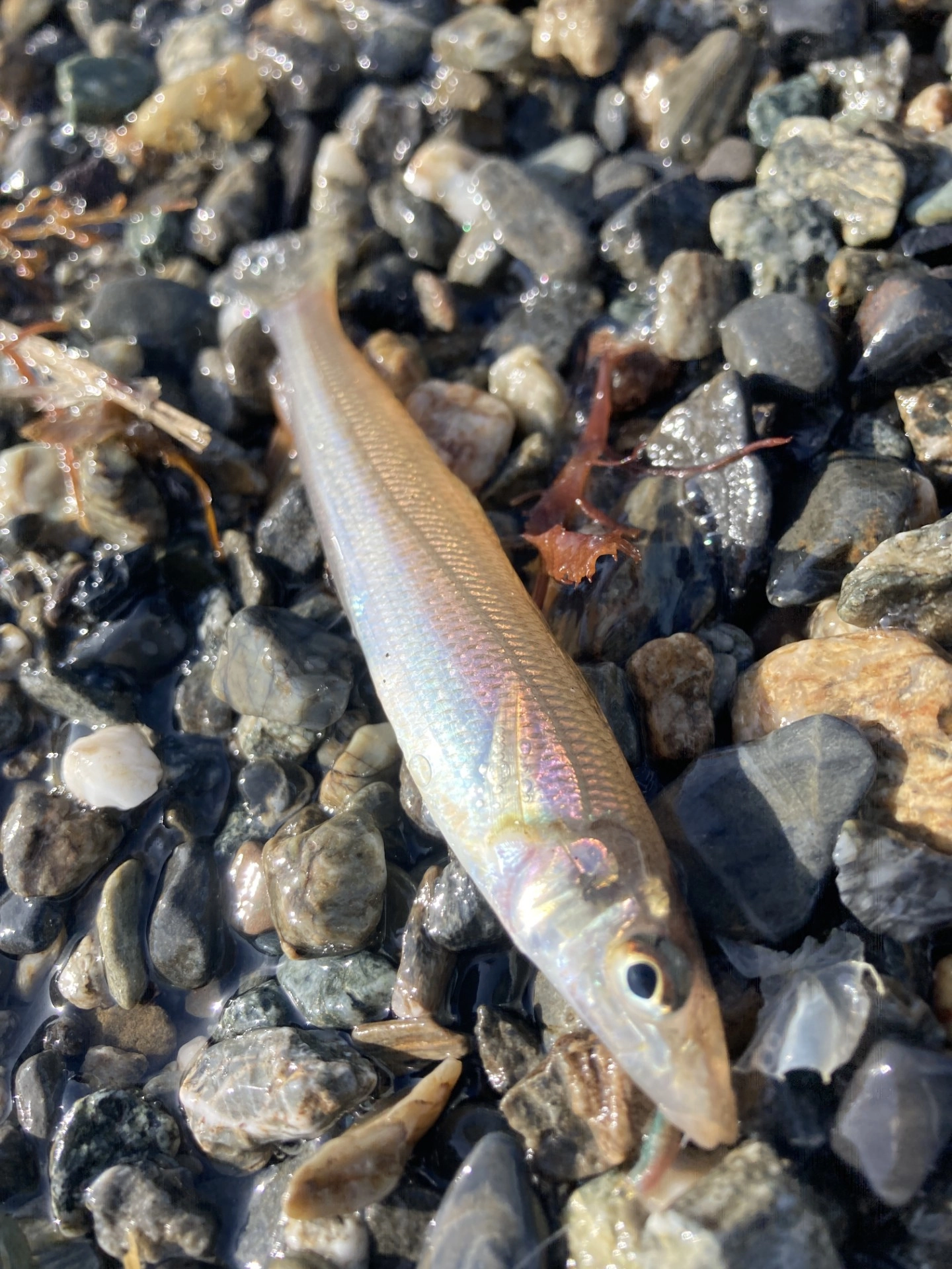 短時間で余裕のつ抜け！沼津サーフでシロギス釣れてます！ | 釣具の