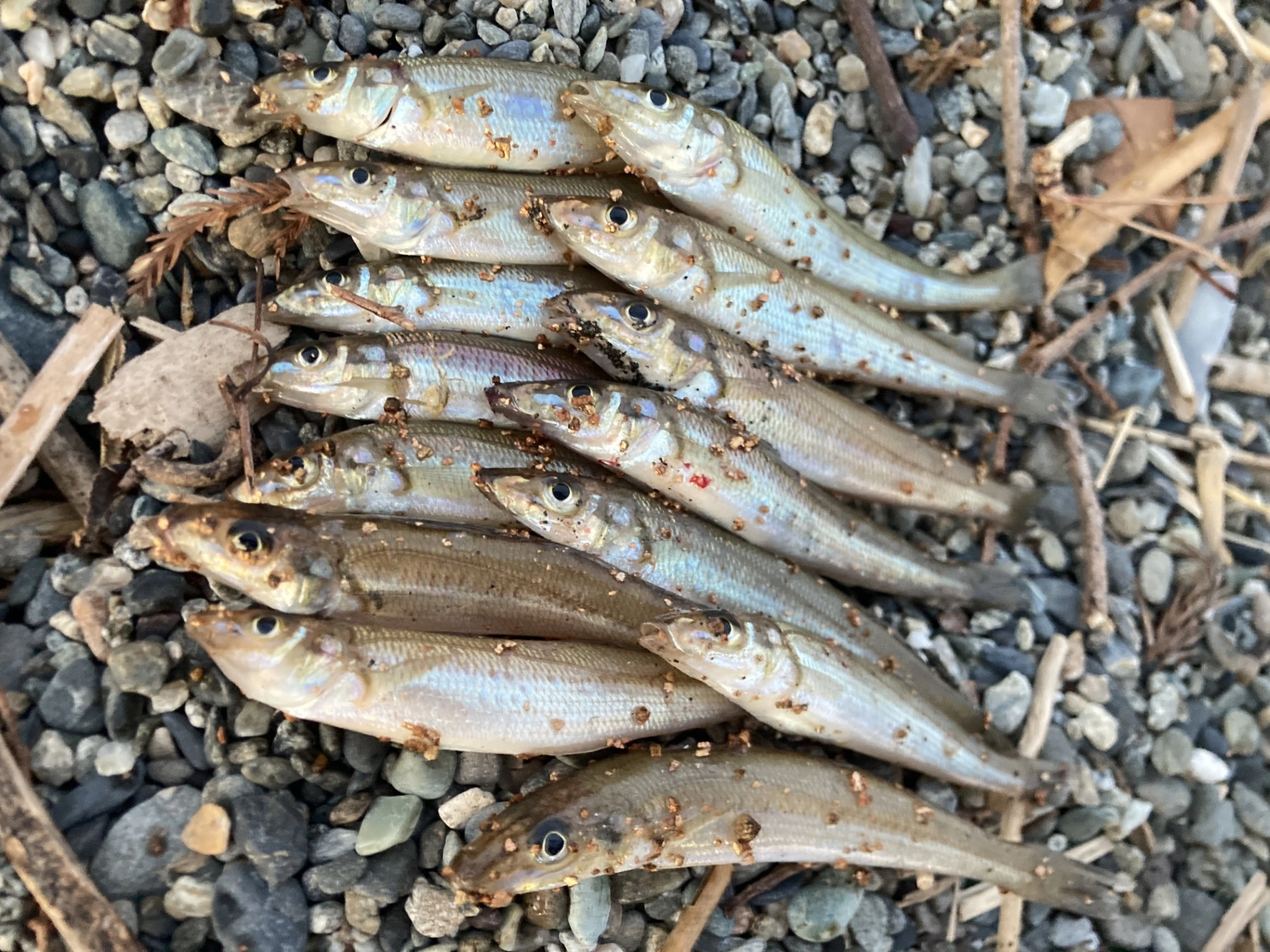 短時間で余裕のつ抜け！沼津サーフでシロギス釣れてます！ | 釣具の