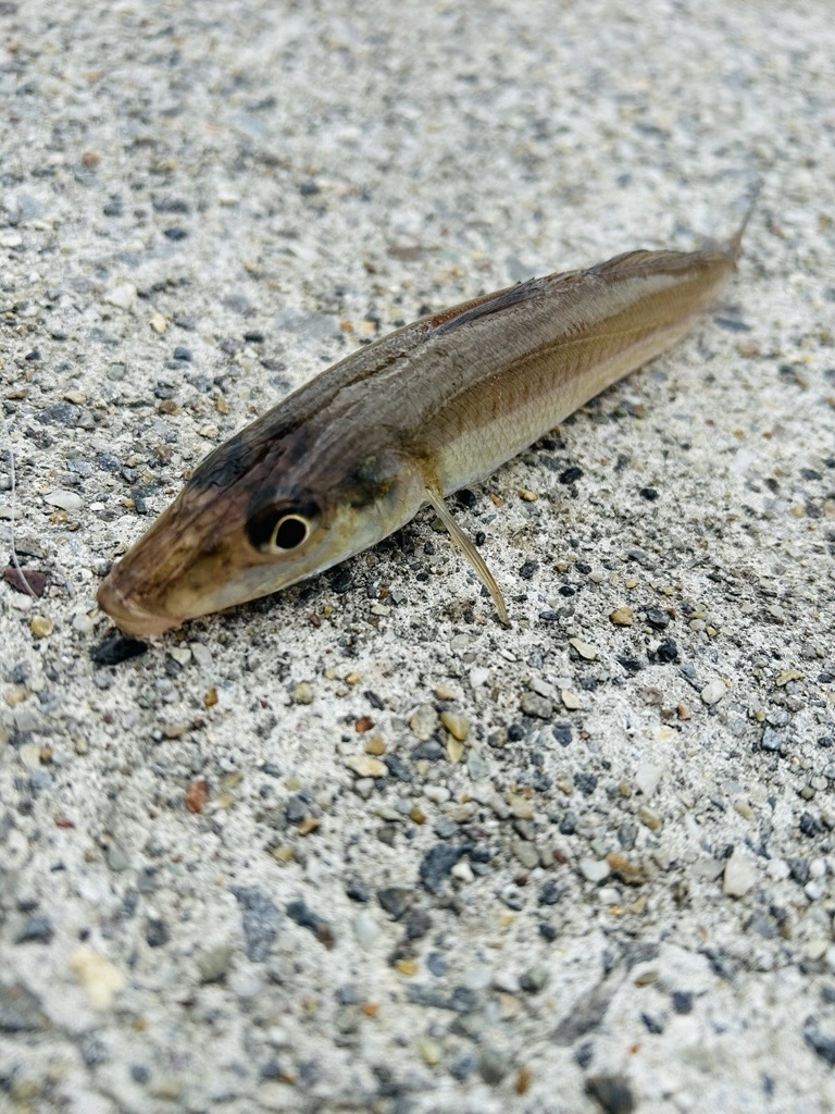 三河湾でもキス開幕！！吉良サンライズパークでちょい投げキス釣果