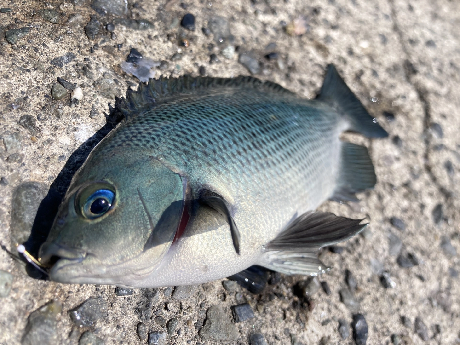 沼津堤防でサビキ釣り！タカベ爆釣中です！ | 釣具のイシグロ | 釣り