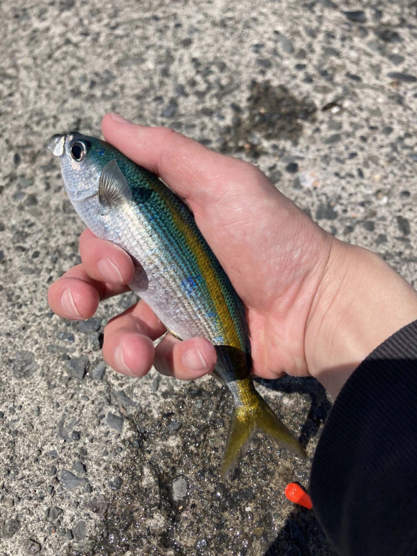沼津堤防でサビキ釣り！タカベ爆釣中です！ | 釣具のイシグロ | 釣り