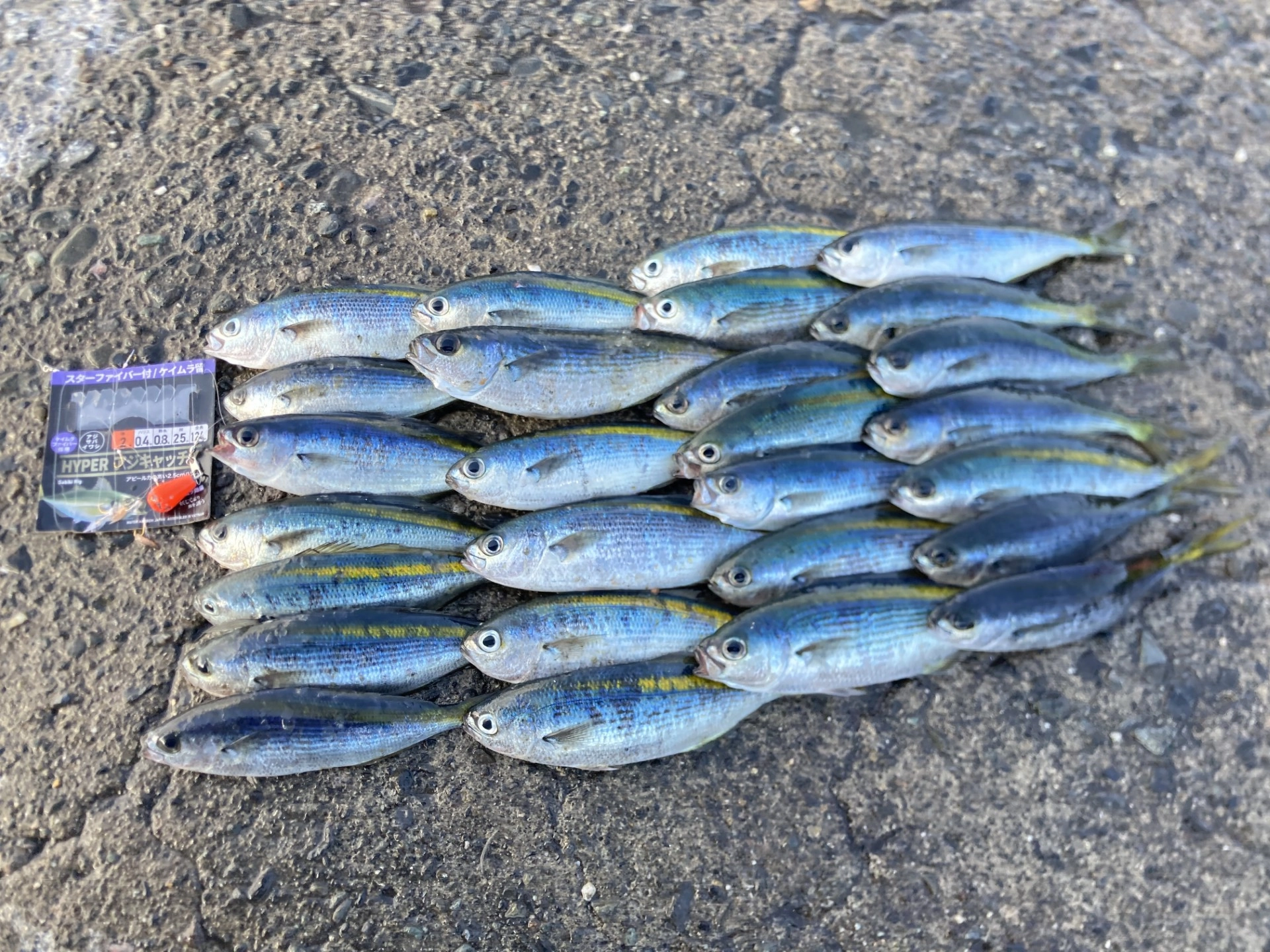 沼津堤防でサビキ釣り！タカベ爆釣中です！ | 釣具のイシグロ | 釣り