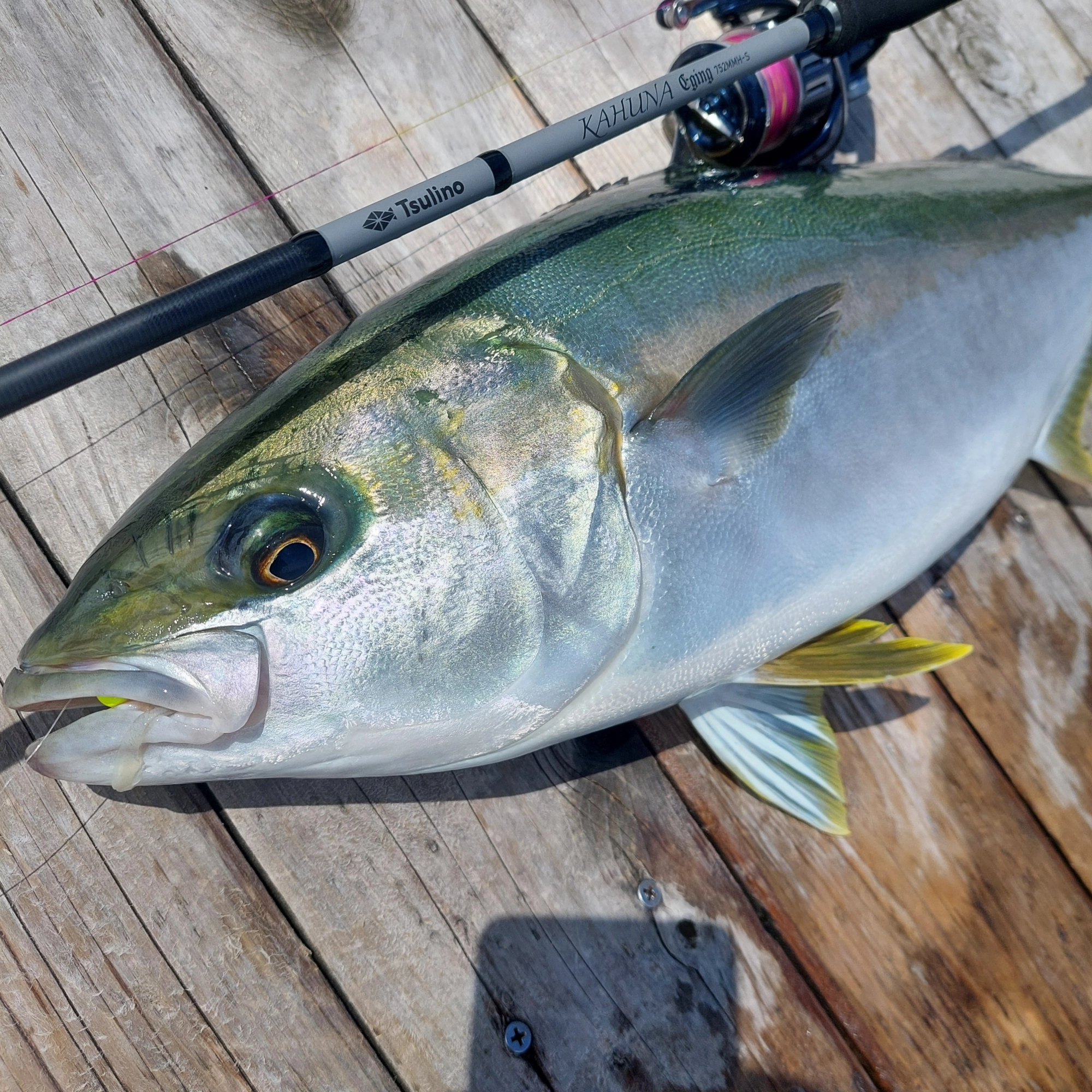 ［美品］極上 白象　翁魚釣り　61g置物　送料込み￼ 大型青物連発!!海上釣堀「辨屋(べんや)」行ってきました♪【スタッフ