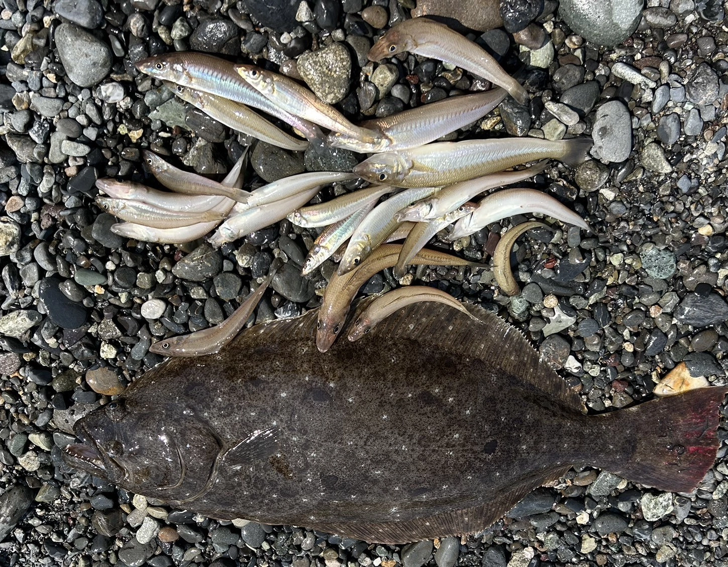 お客様釣果情報】富士サーフ投げ釣りででシロギス好調！ヒラメも釣れて