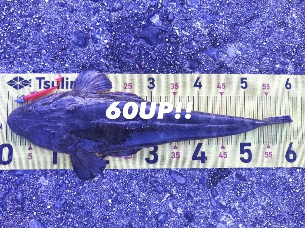 2026年5月】知多半島夕マズメマゴチ釣行！マズメはアカキン