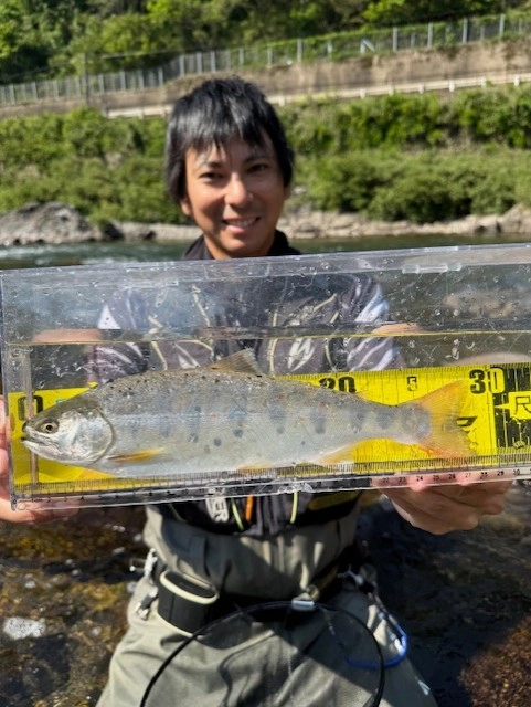 長良川郡上本流で渓流釣り！体高のあるアマゴが釣れました！ | 釣具の