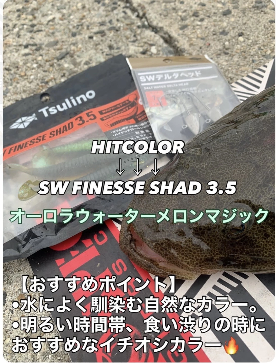 2026年5月】知多半島マゴチ調査！SWフィネスシャッドでHIT！ | 釣具の