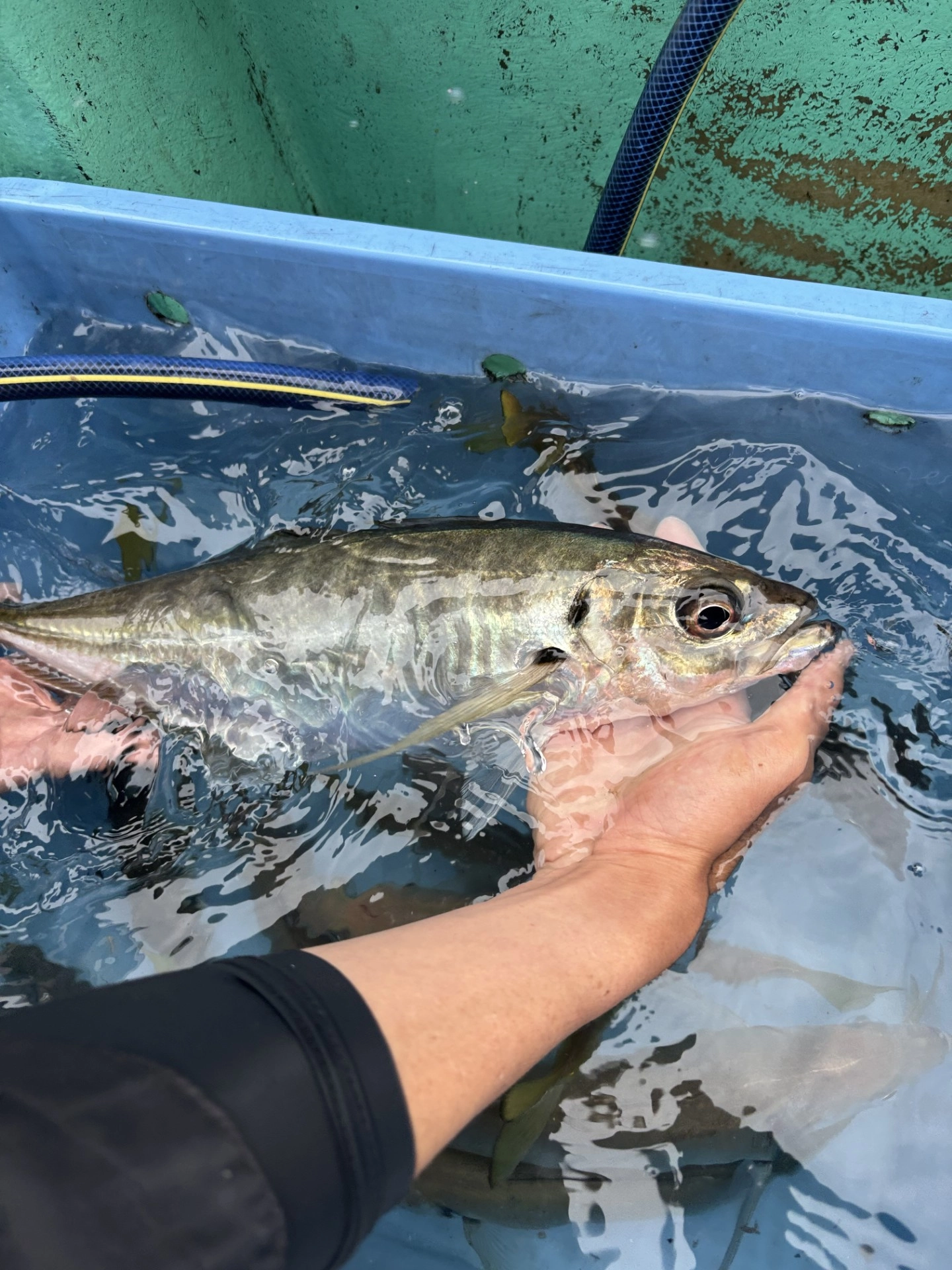 沼津大アジ絶好調です！！ | 釣具のイシグロ | 釣り情報サイト