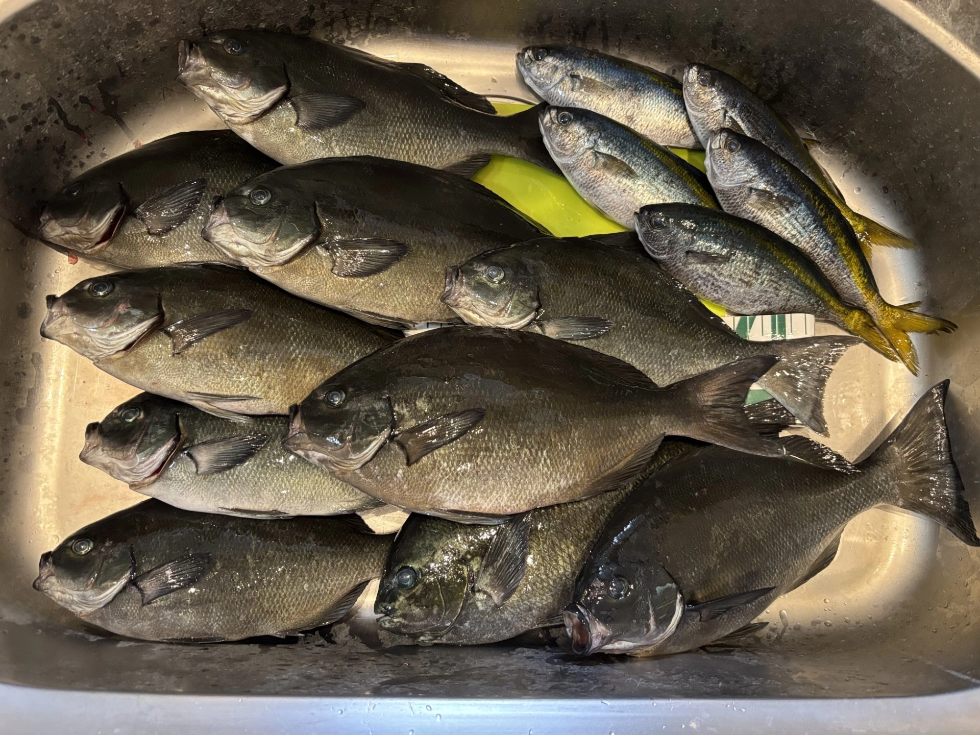 西伊豆フカセ釣り！尾長メジナが高活性で数釣り出来ます！！ | 釣具の