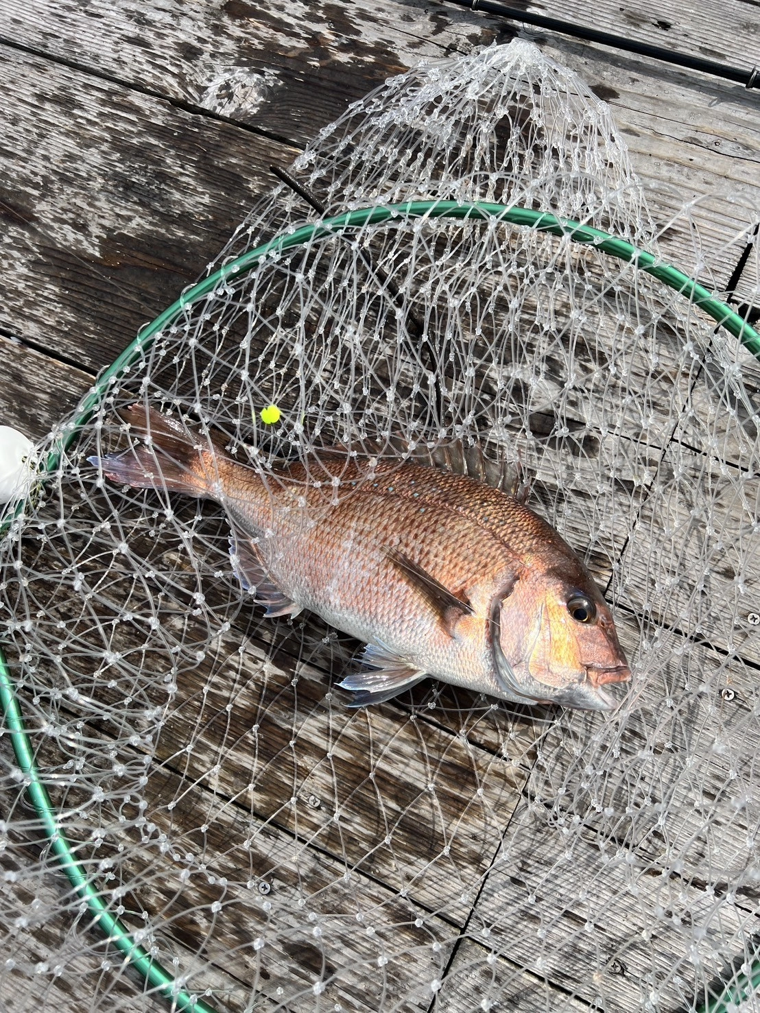 あなたに逢い鯛様で50cmクラスのシマアジ！ | 釣具のイシグロ | 釣り