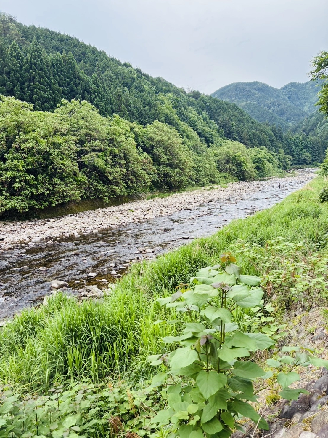 和良川鮎解禁2026】本解禁初日は泳がせ釣りで釣果32匹！ | 釣具の