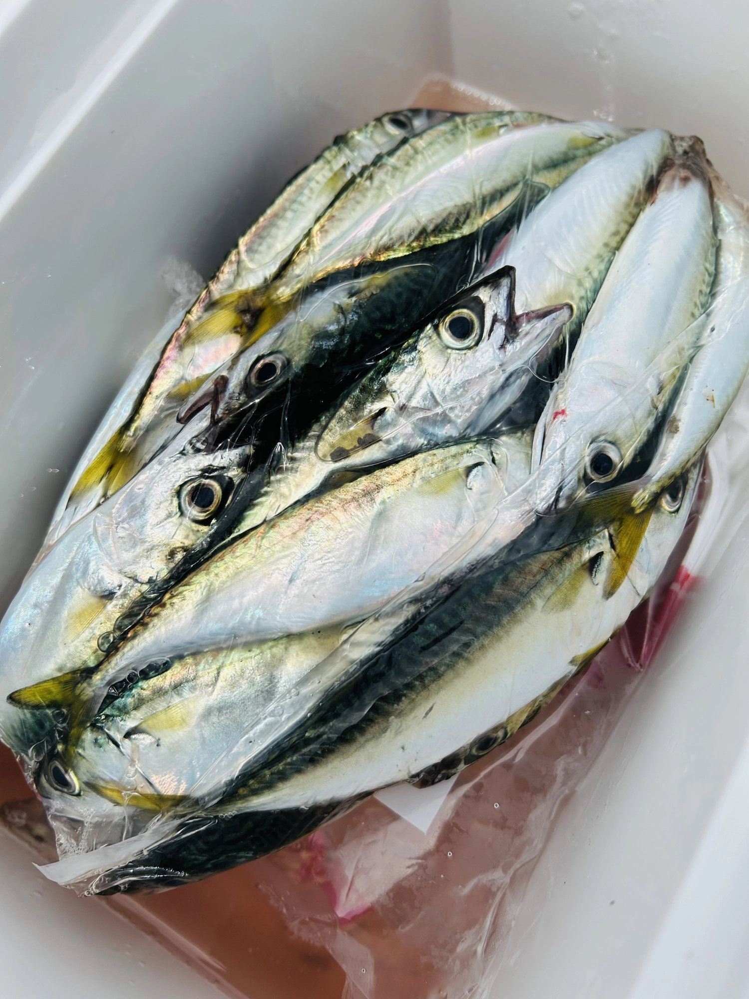 知多半島ちょい投げ＆サビキ絶好調！！ | 釣具のイシグロ | 釣り情報サイト