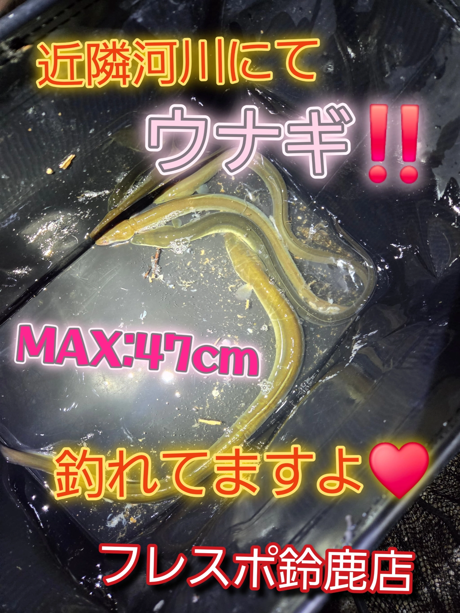 超お得!!】アプリクーポンが新しくなりました!! | イシグロフレスポ
