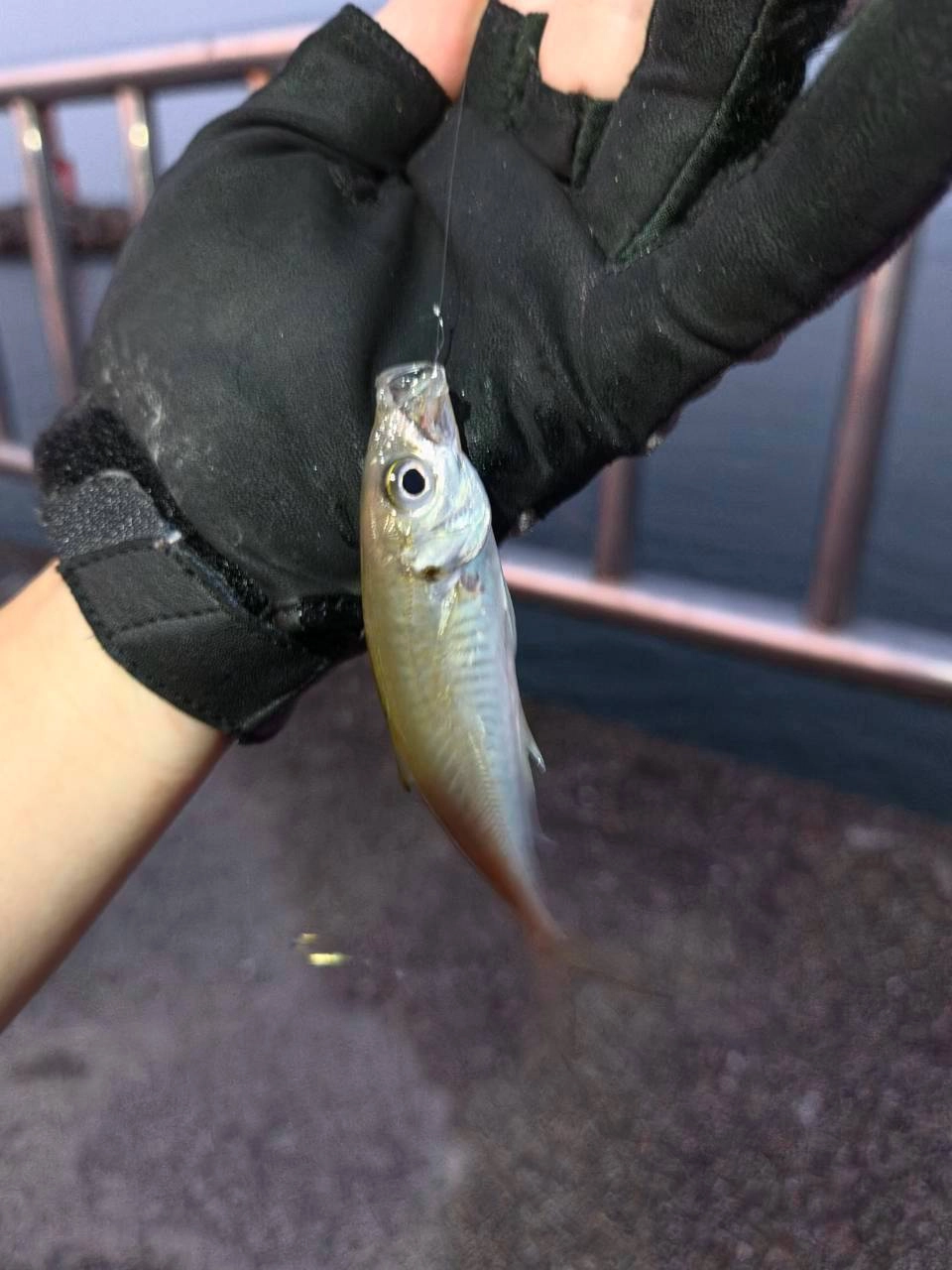 フレスポ鈴鹿【白子漁港釣り桟橋】サビキでアジ＆サッパが釣れてます