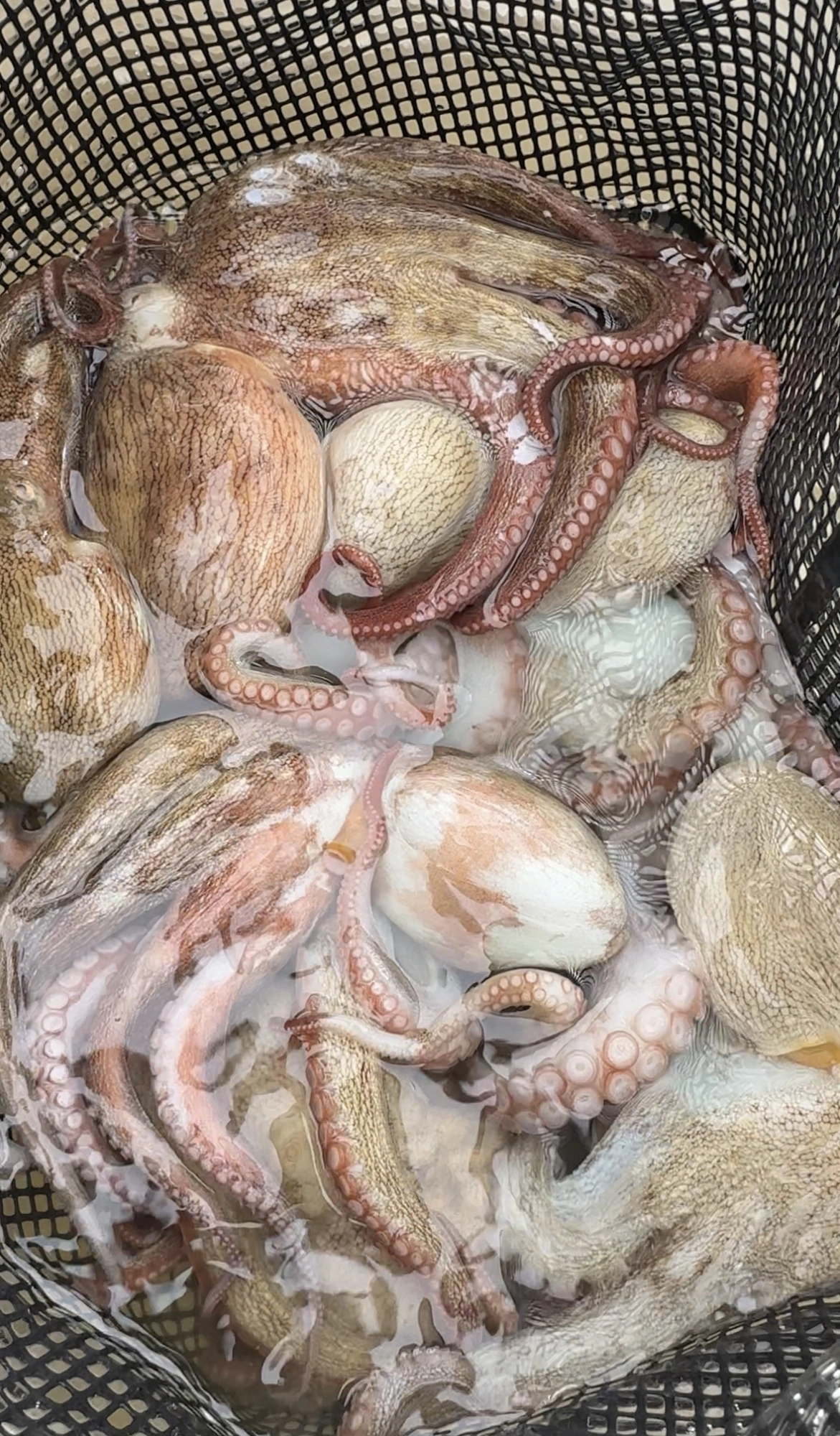 テクニカル】伊勢湾タコ攻略！TsulinoタコエギOCTAVIUSで良型捕獲