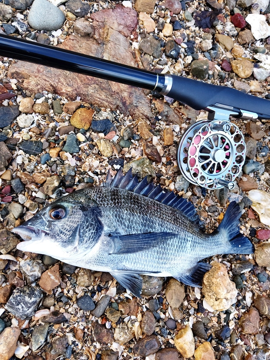 奥浜名湖でウェーディング前打ち！ | 釣具のイシグロ | 釣り情報サイト