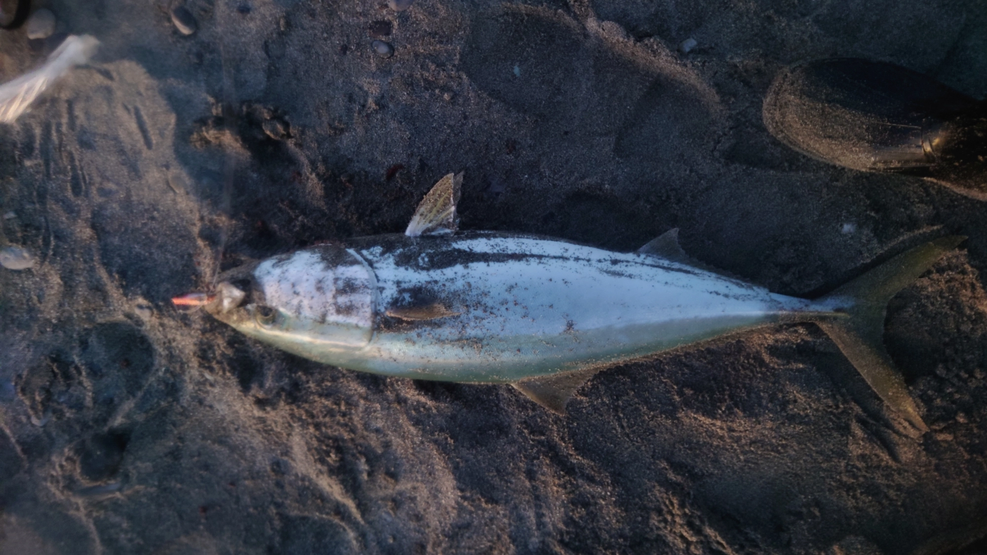 胃の内容物に太刀魚があったことに驚きました。
