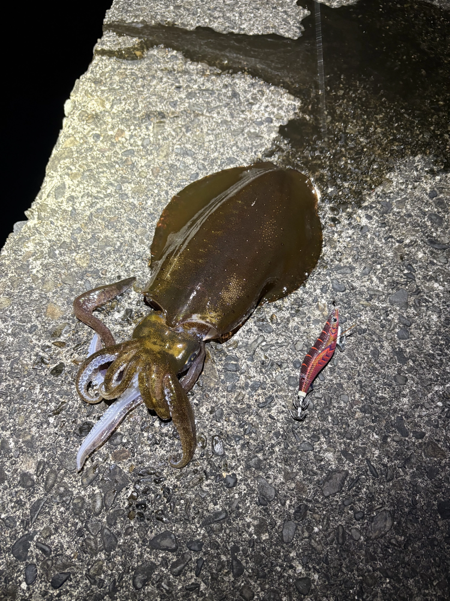 ティップランまでおかっぱりを！トンカツきた