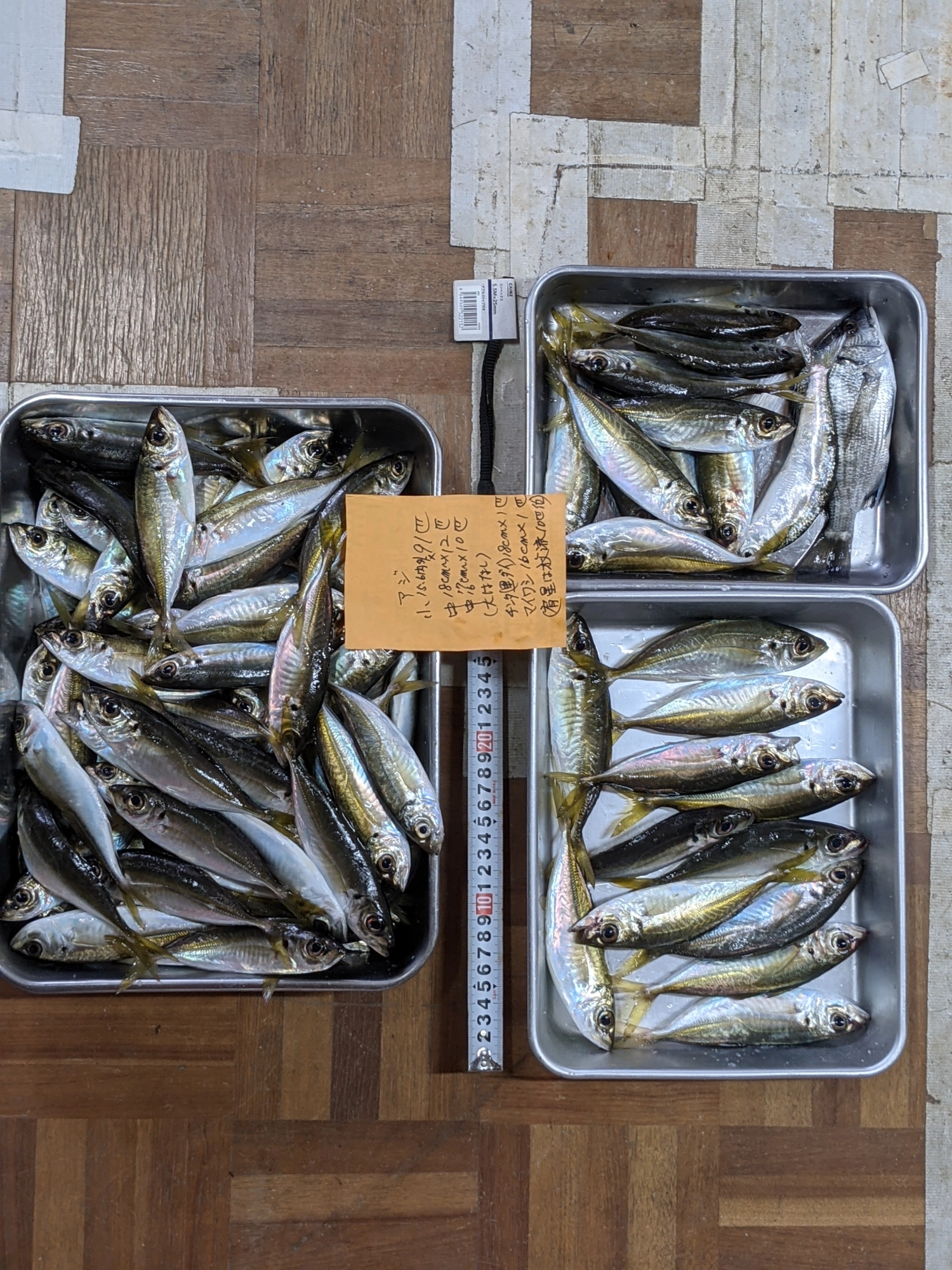合間なくコンスタントに釣れた　チンタはお遊びで食わせエサ
