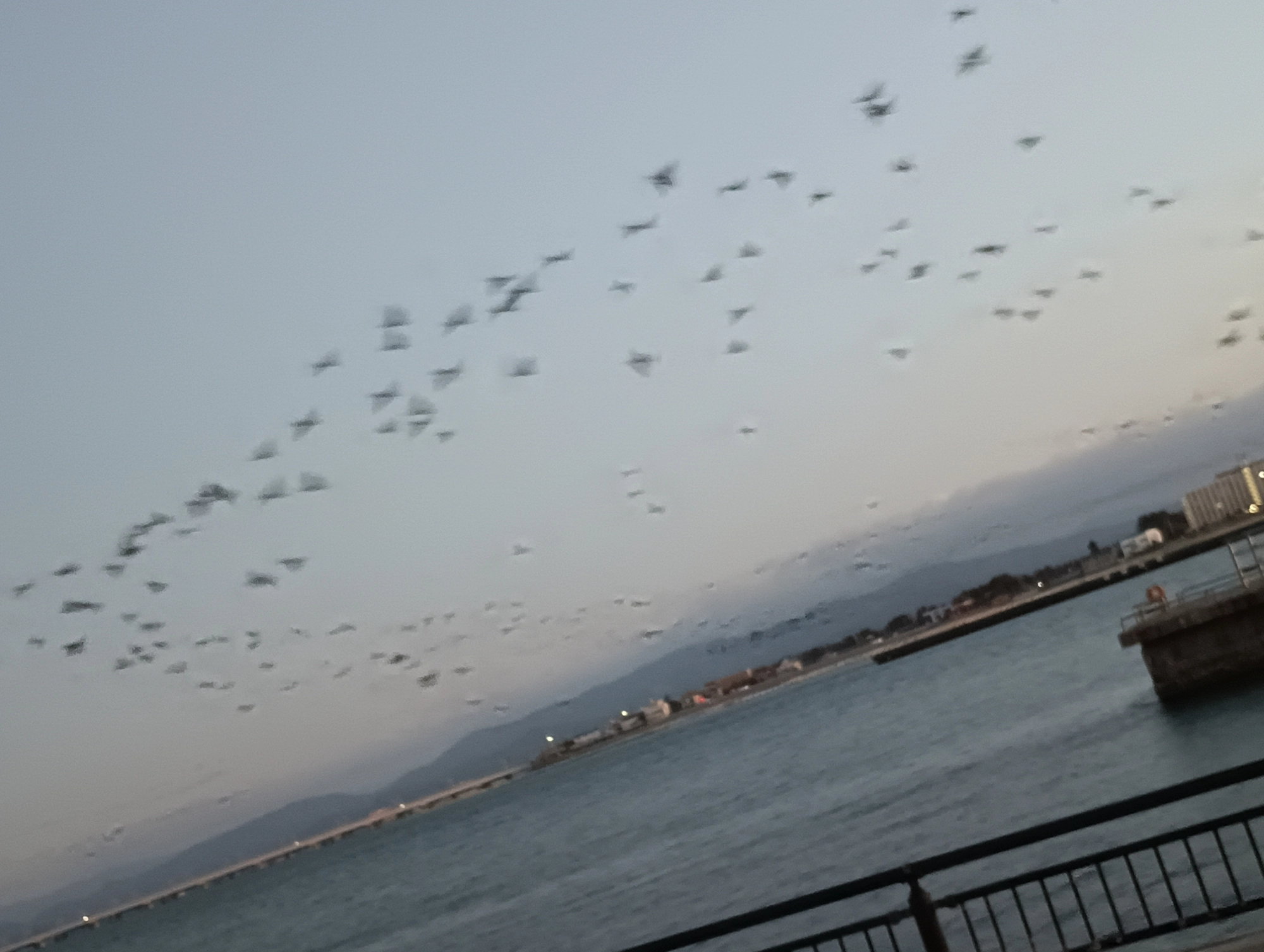 鳥爆