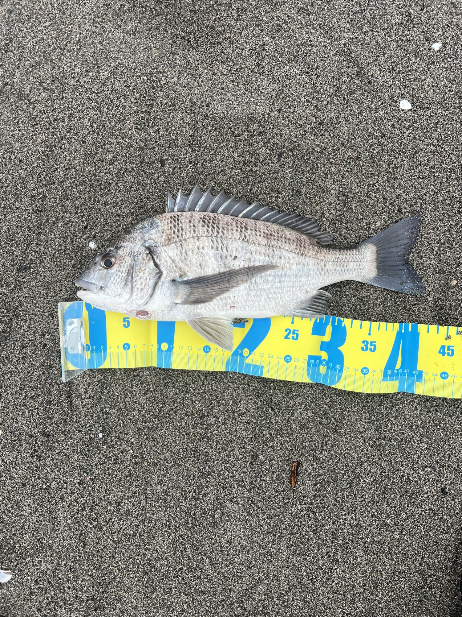 今回のルアーは魚道110MDでした。