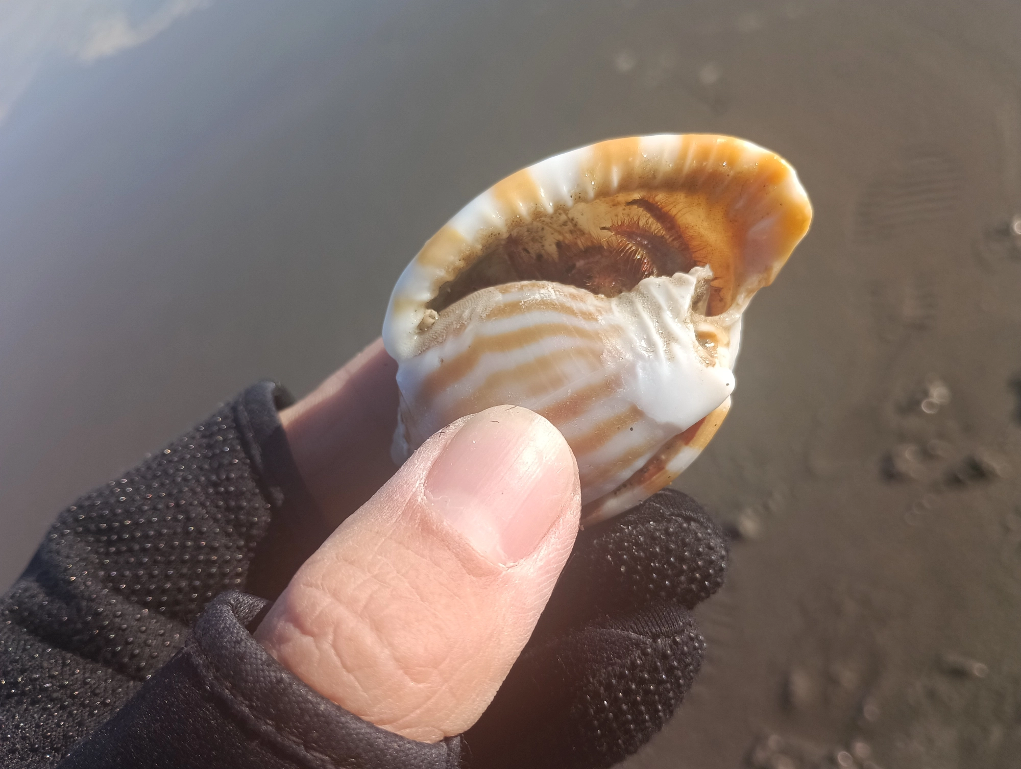 ヤドカリかよ