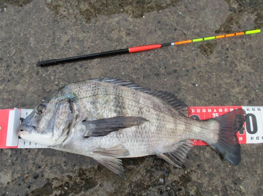 財津釣具さんの棒ウキで釣りました。1.5号に鉛巻いてます。