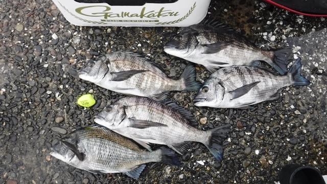 上げ潮が緩く、狙った筋に流し込むことが出来ませんでした。