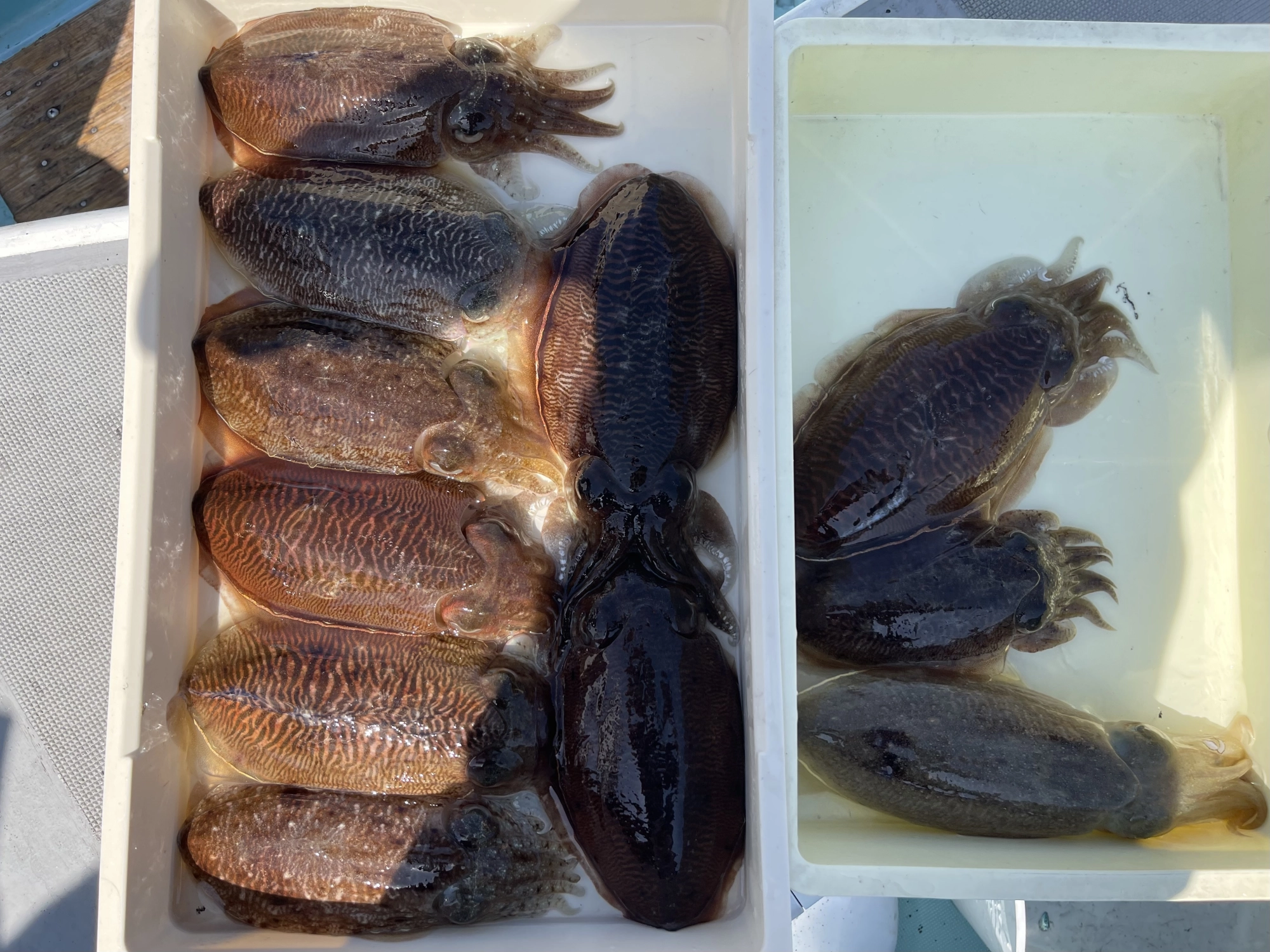 まだまだ条件さえ揃えばコウイカ釣れますよッ(^-^)