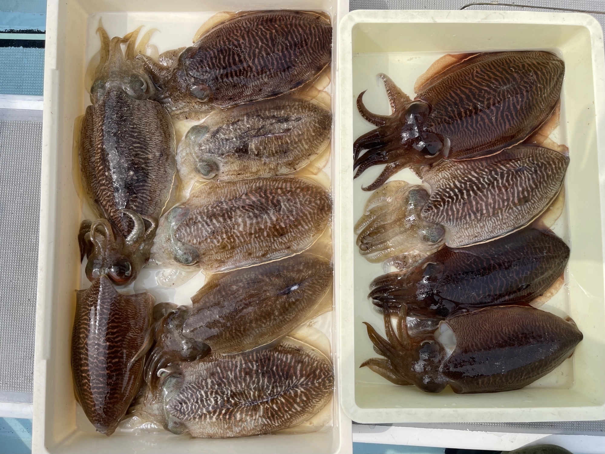 まだまだ群れてますねぇ〜初春コウイカッ(о´∀`о)