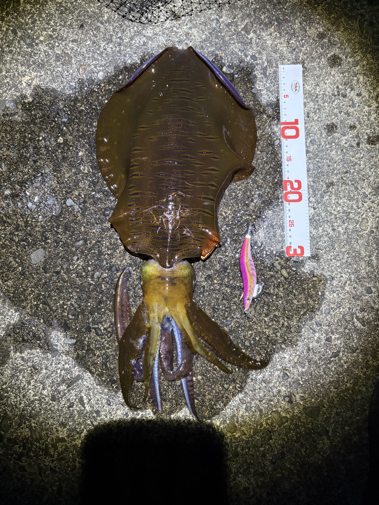 今年1番のサイズ！このエギで初めての獲物。