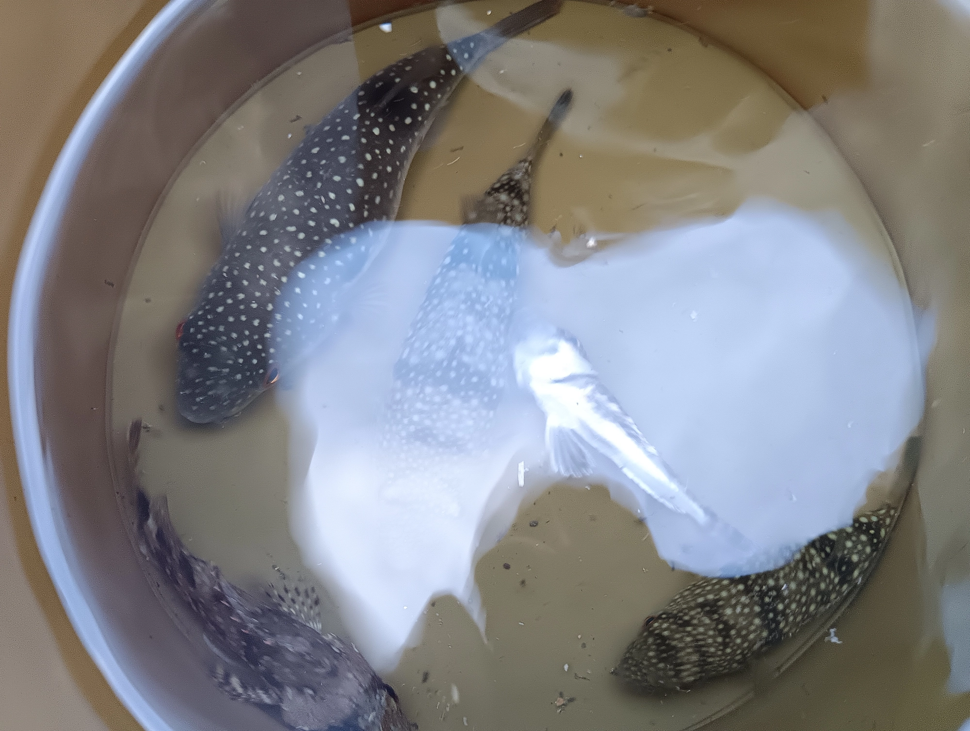 釣果ダメダメ