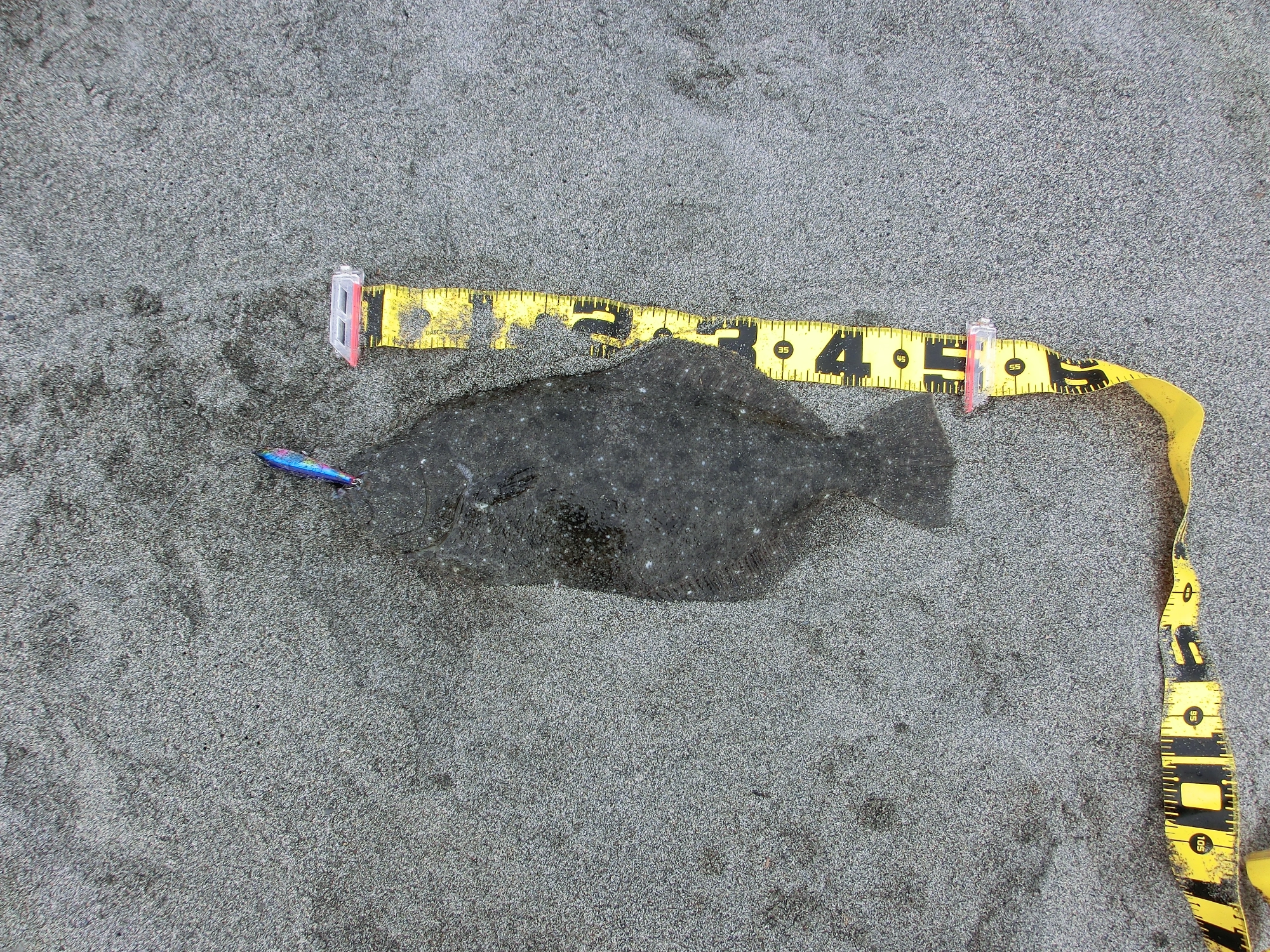 ブリにワラサと青物爆釣!泳がせ釣りハイシーズンです!in大進丸 ブリにワラサと青物爆釣!泳がせ釣りハイシーズンです!in大進丸